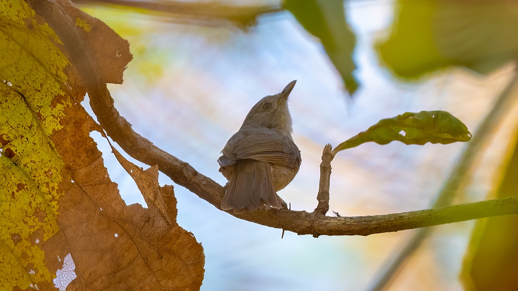 Brown-cheeked Fulvetta